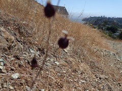 Streptanthus glandulosus niger