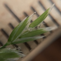 Poa cuspidata
