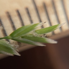 Poa cuspidata