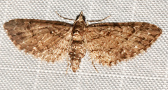 Eupithecia columbiata