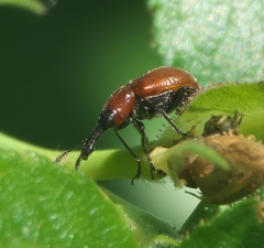 Merhynchites wickhami