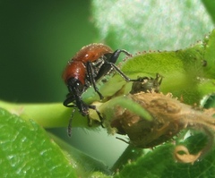 Merhynchites wickhami