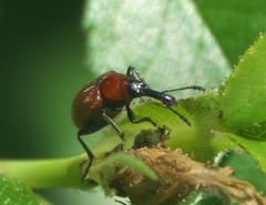 Merhynchites wickhami