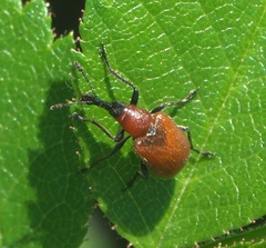 Merhynchites wickhami