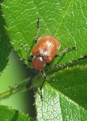 Merhynchites wickhami