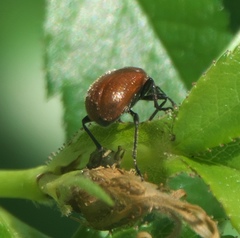 Merhynchites wickhami