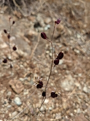 Streptanthus glandulosus niger