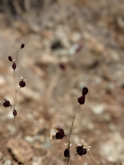 Streptanthus glandulosus niger