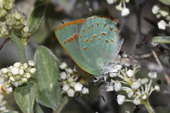 Erora quaderna quaderna