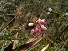 Vaccinium floribundum