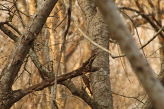 Xiphorhynchus flavigaster