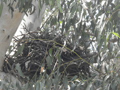 Corvus corax
