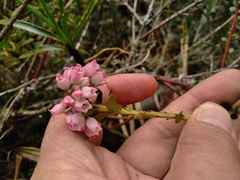 Vaccinium floribundum