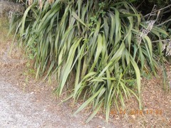 Phormium