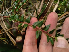Vaccinium floribundum