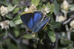 Erora quaderna quaderna