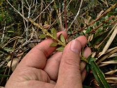 Vaccinium floribundum