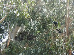 Corvus corax