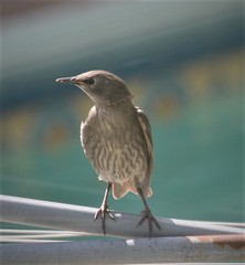 Sturnus vulgaris