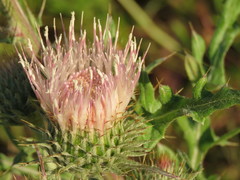 Cirsium cymosum