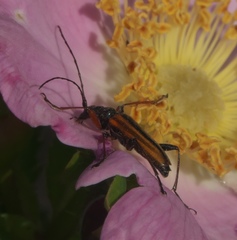 Cortodera longicornis