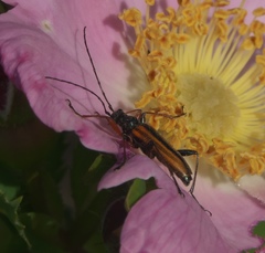 Cortodera longicornis