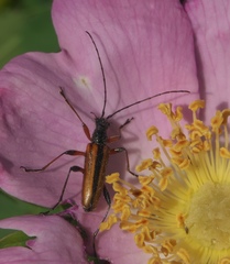 Cortodera longicornis
