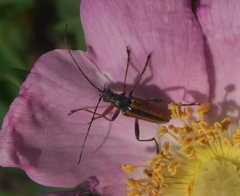Cortodera longicornis