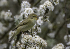 Phylloscopus trochilus