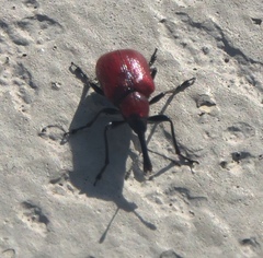 Merhynchites wickhami