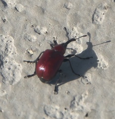 Merhynchites wickhami