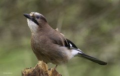 Garrulus glandarius