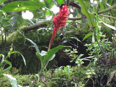 Stenorrhynchos glicensteinii