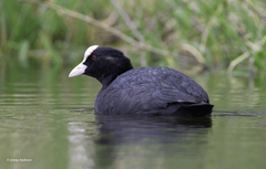 Fulica atra