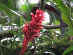 Stenorrhynchos glicensteinii