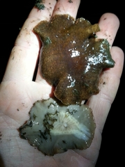 Kaburakia excelsa