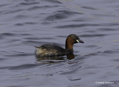 Tachybaptus ruficollis