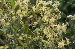 Clematis foetida