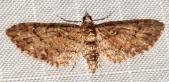 Eupithecia columbiata