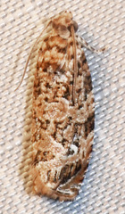 Phaecasiophora niveiguttana