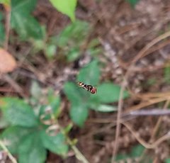 Ocyptamus antiphates