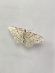 Trigrammia quadrinotaria