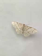 Trigrammia quadrinotaria