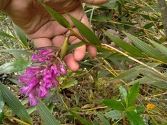 Elleanthus maculatus