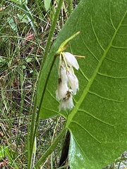 Eriophorum viridicarinatum