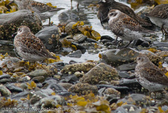 Calidris ptilocnemis