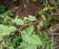 Triumfetta semitriloba