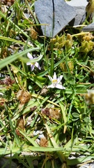 Lobelia oligophylla