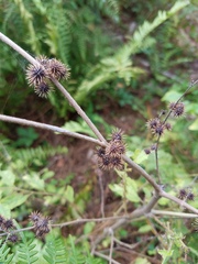 Triumfetta semitriloba