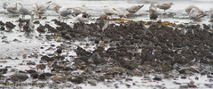 Calidris ptilocnemis